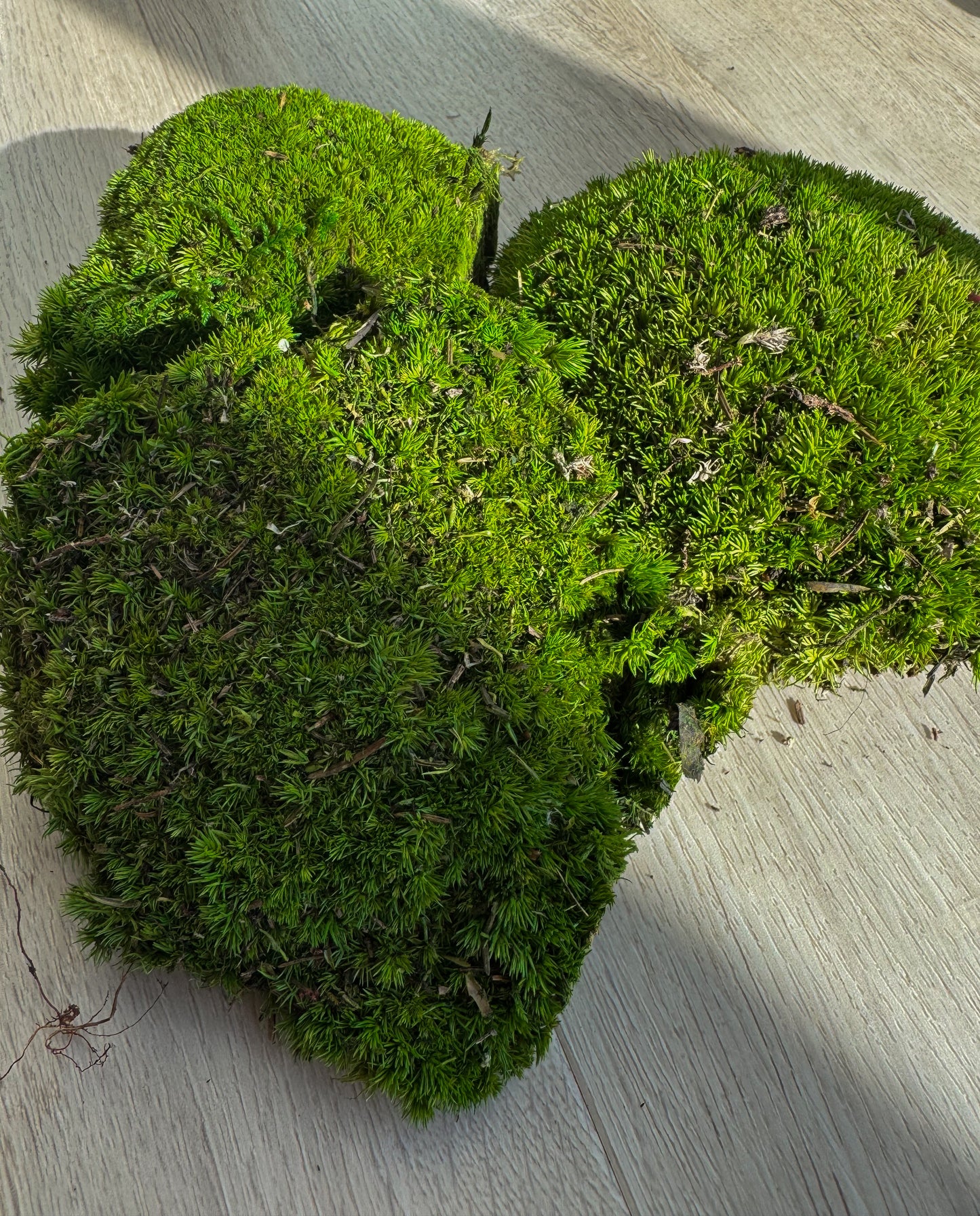 Stabilizuotos Rutulinės Samanos