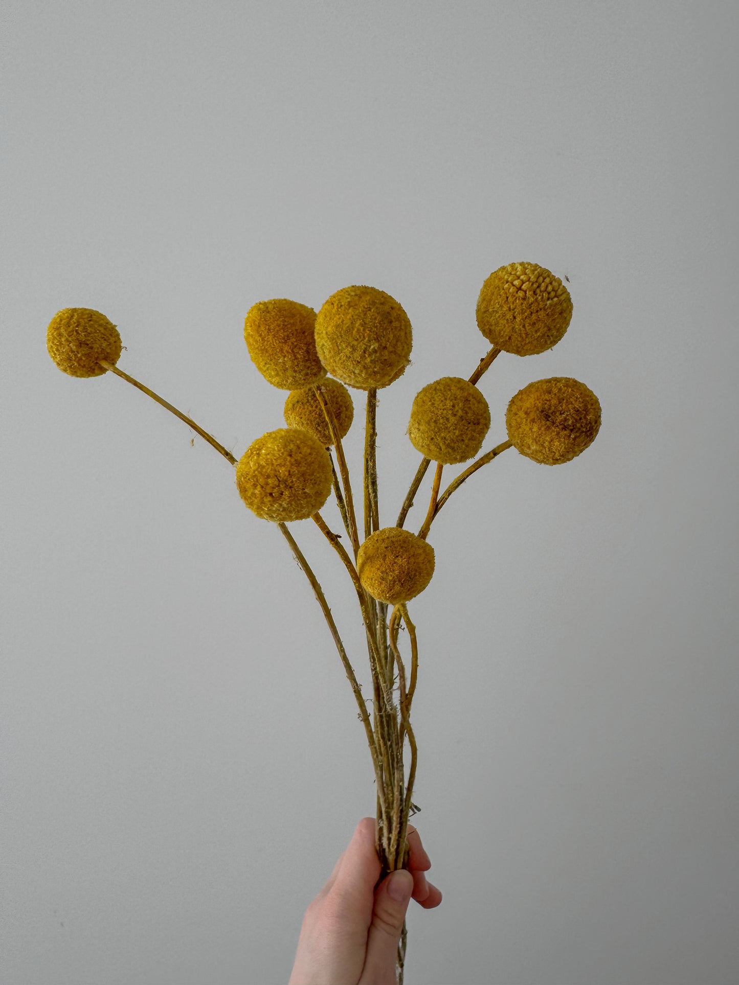 Džiovinta Kraspedija