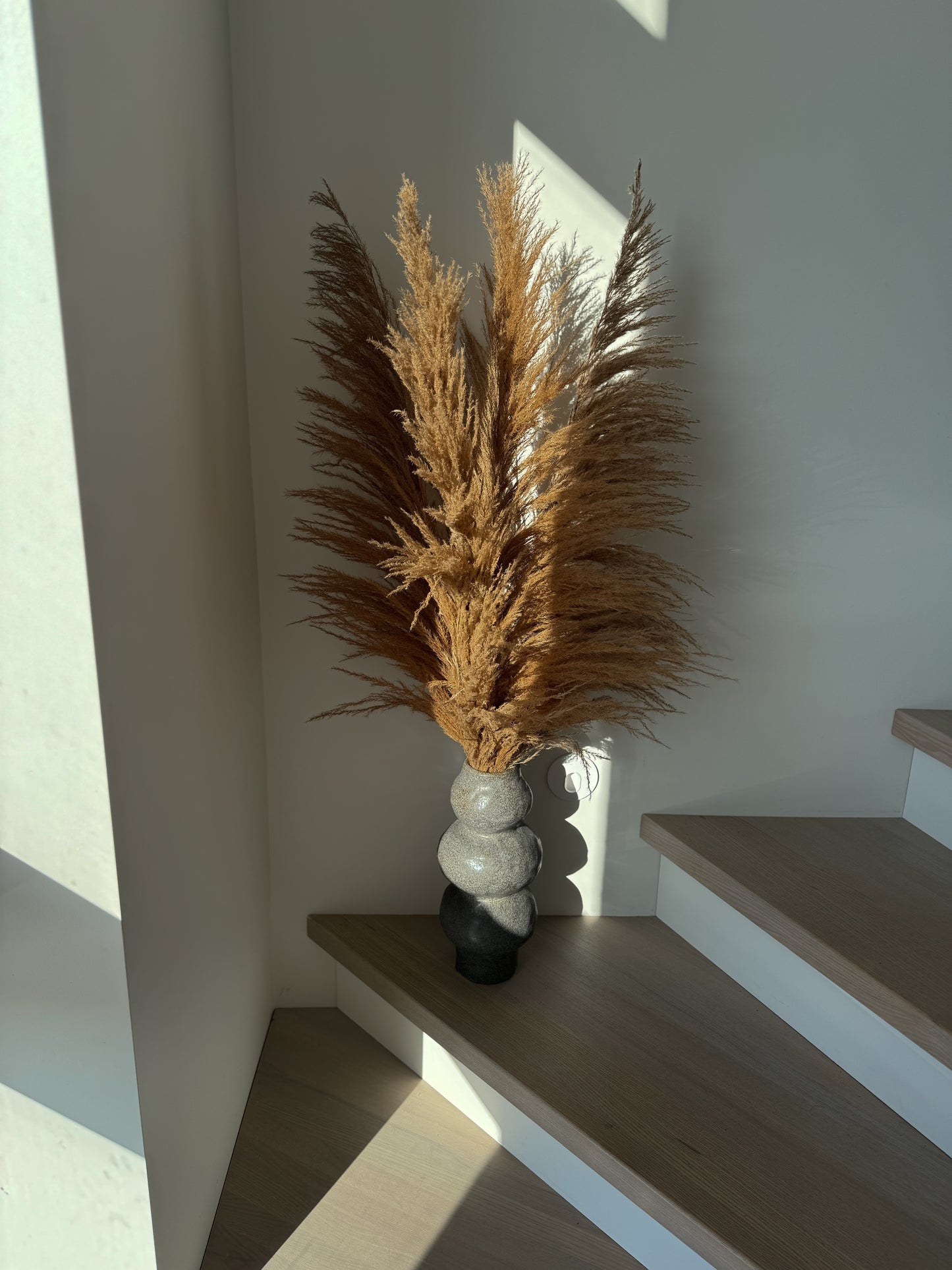 Natūralios Spalvos Kortaderija 100 cm