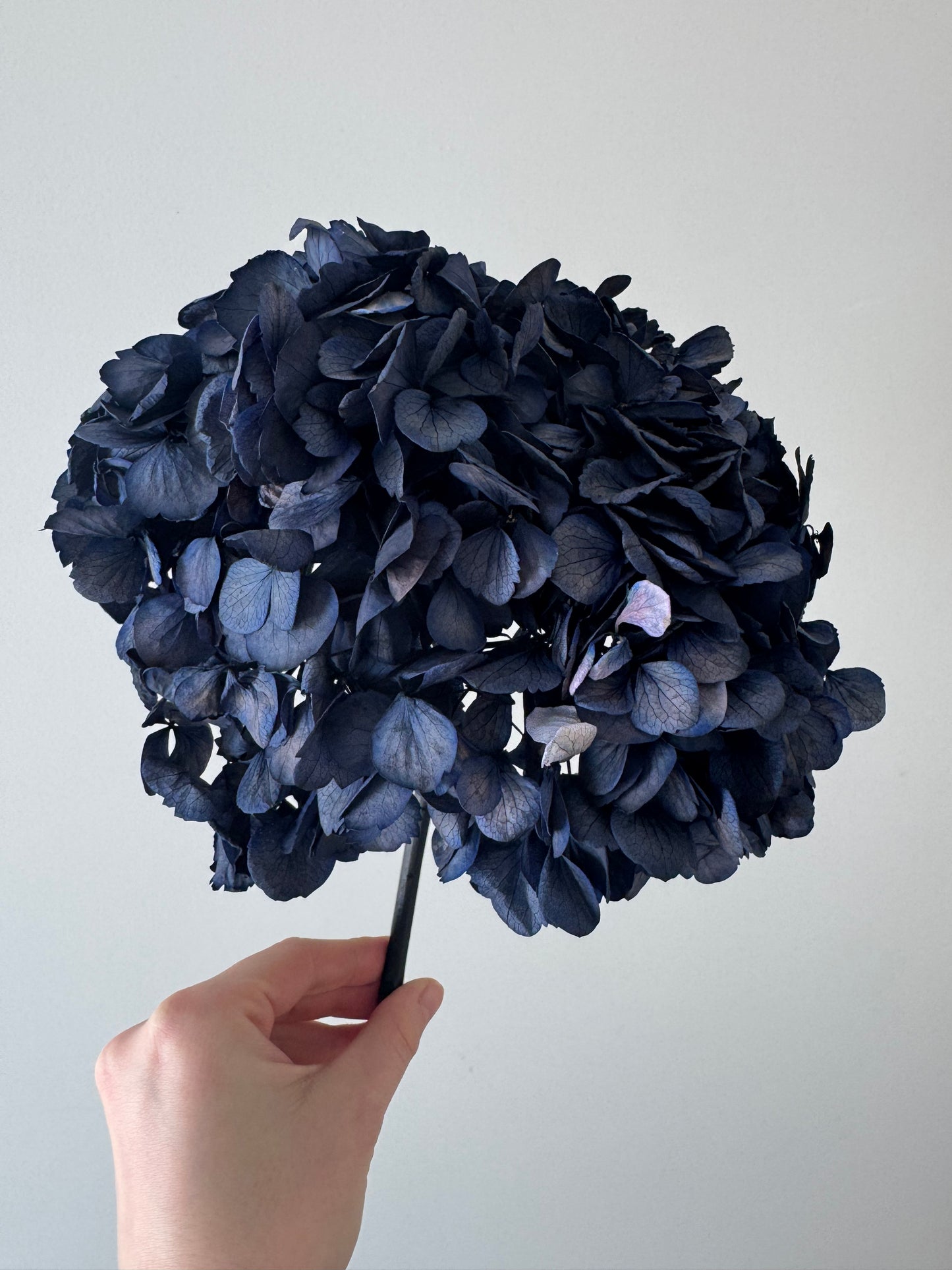 Puokštė Karališka Mėlyna