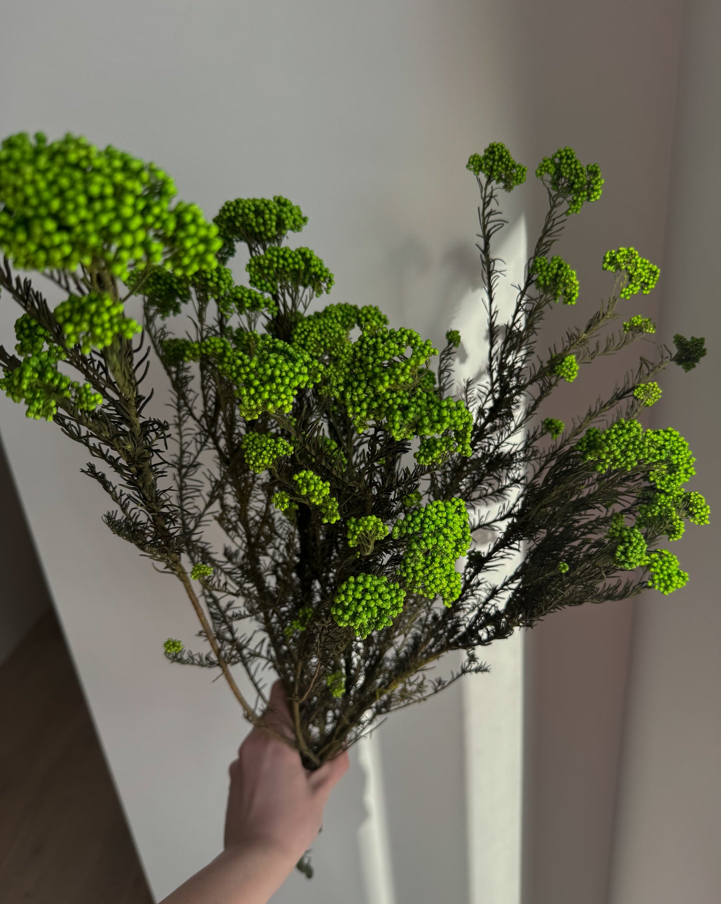 Džiovintas Ozotamnas