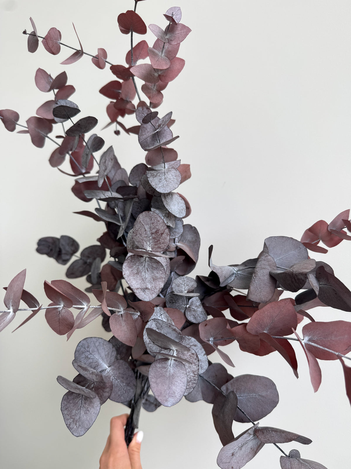 Stabilizuotas Eukaliptas Violetinės Spalvos