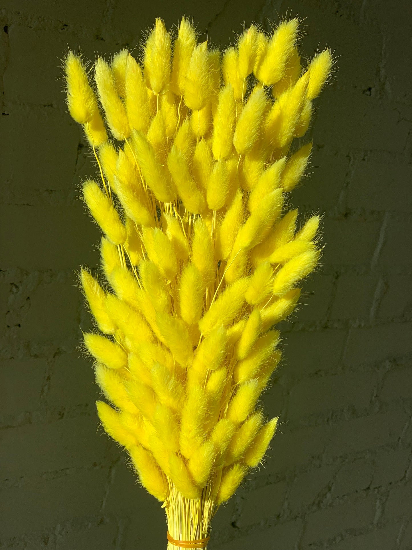 Kiškio Uodegėlės Geltonos Spalvos