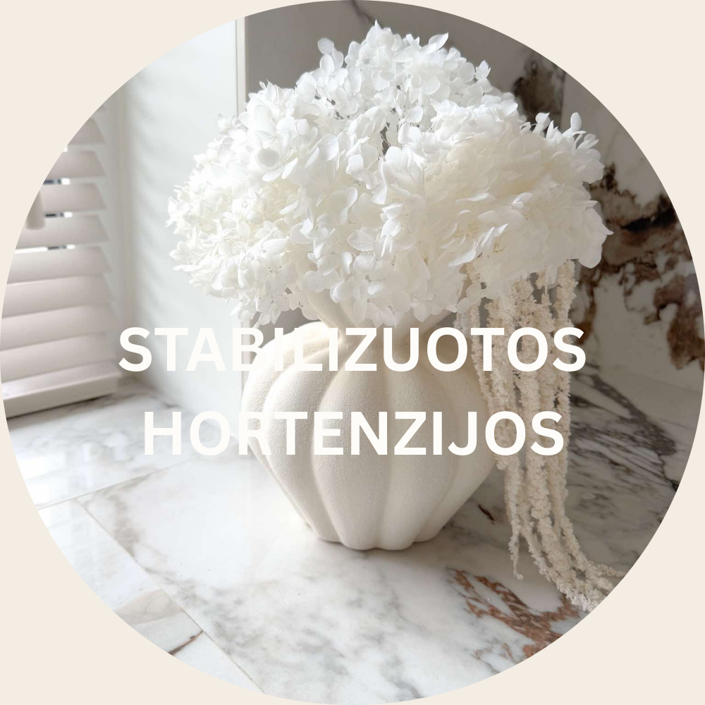 STABILIZUOTOS HORTENZIJOS