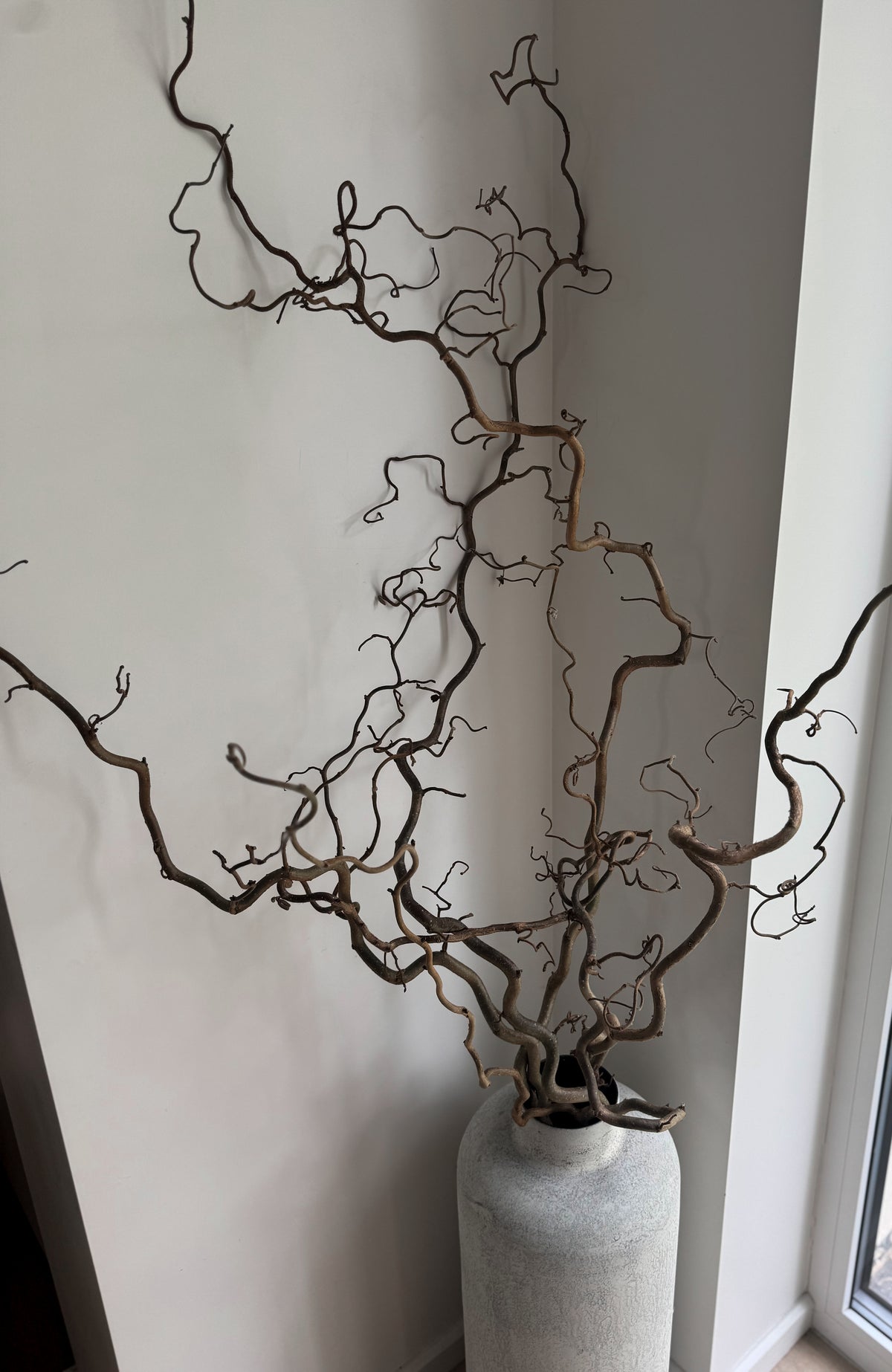 Garbanoto Lazdyno Šakelė 100-120cm