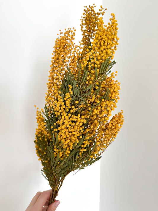Džiovinta Mimosa