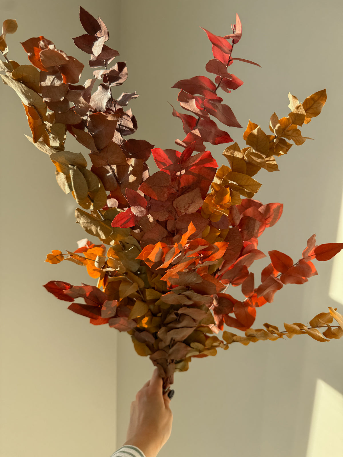 Stabilizuotas Eukaliptas Autumn