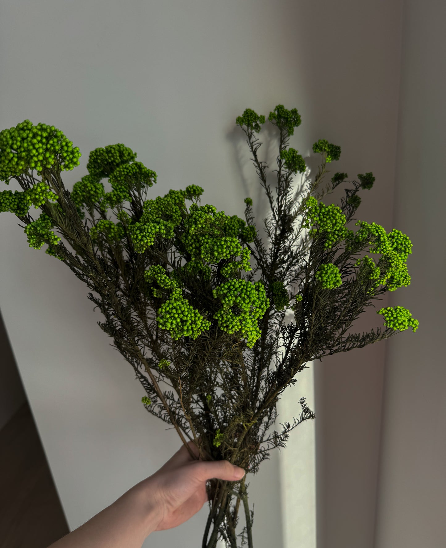 Džiovintas Ozotamnas