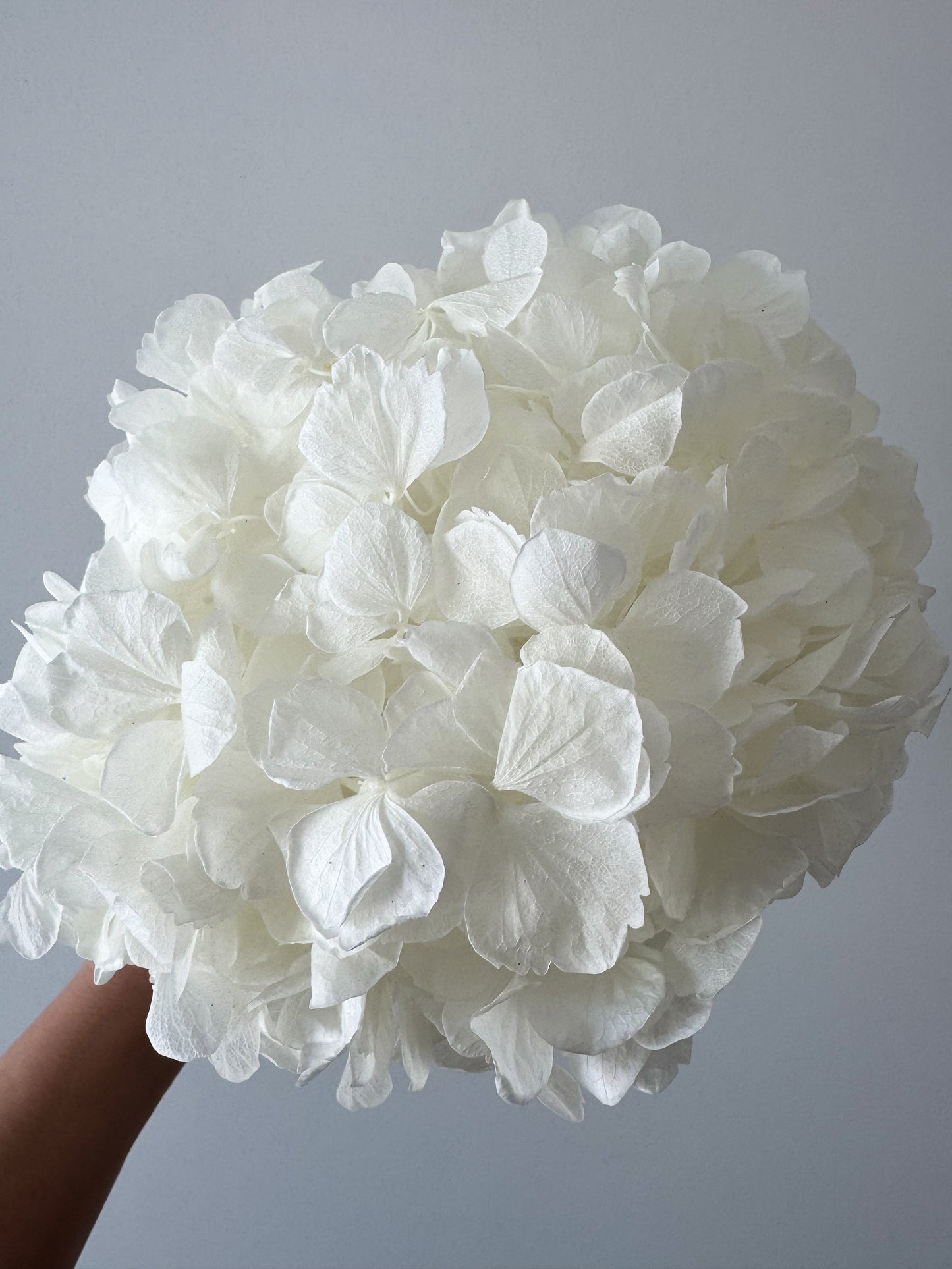 Puokštė Baltas Sodas