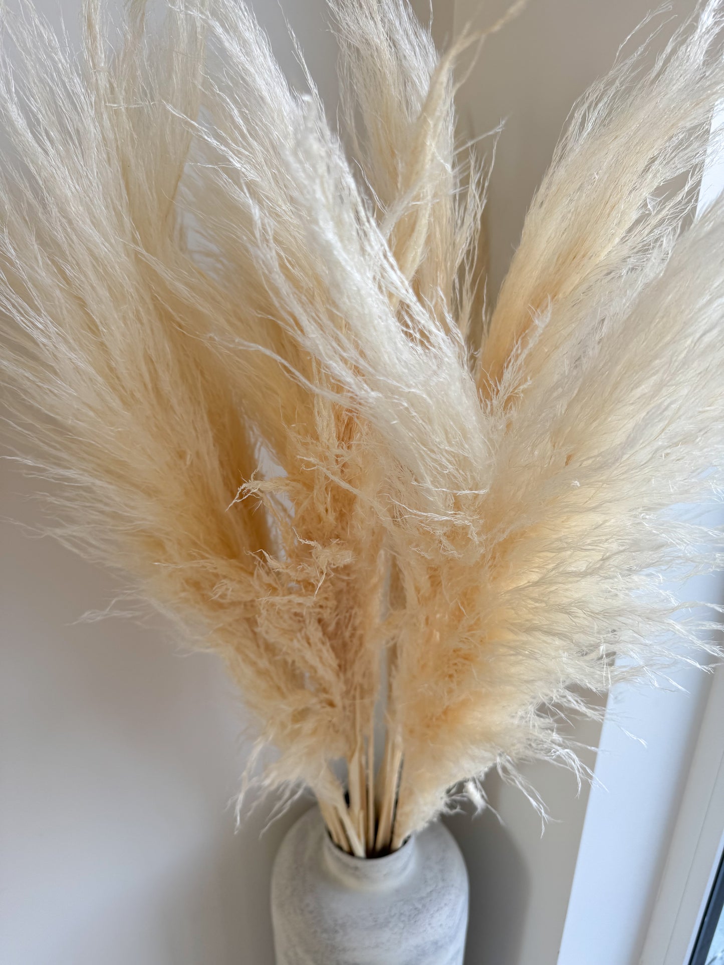 Balintos Kortaderijos 140 cm