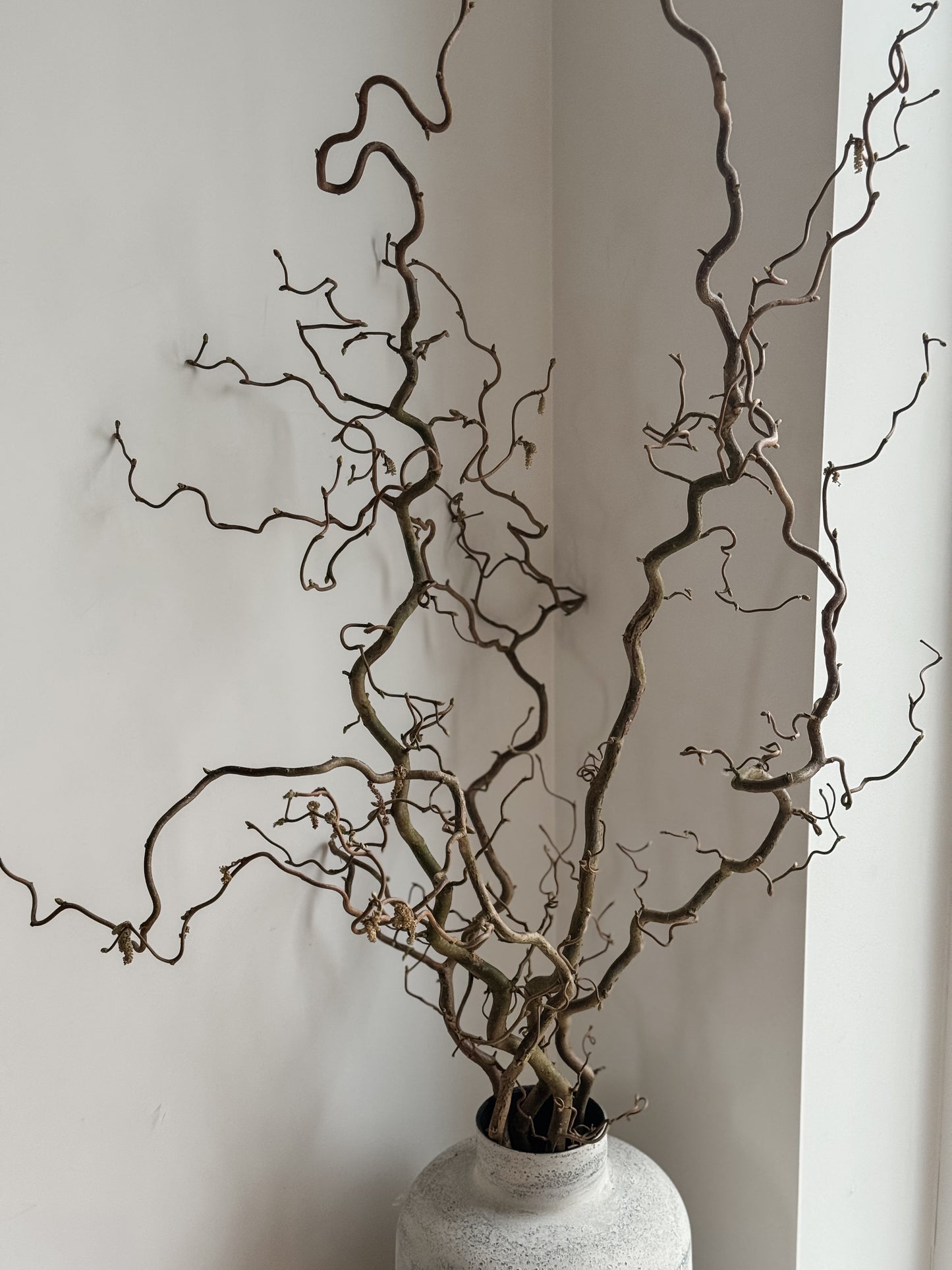 Lazdyno Šakelė 120-130 cm
