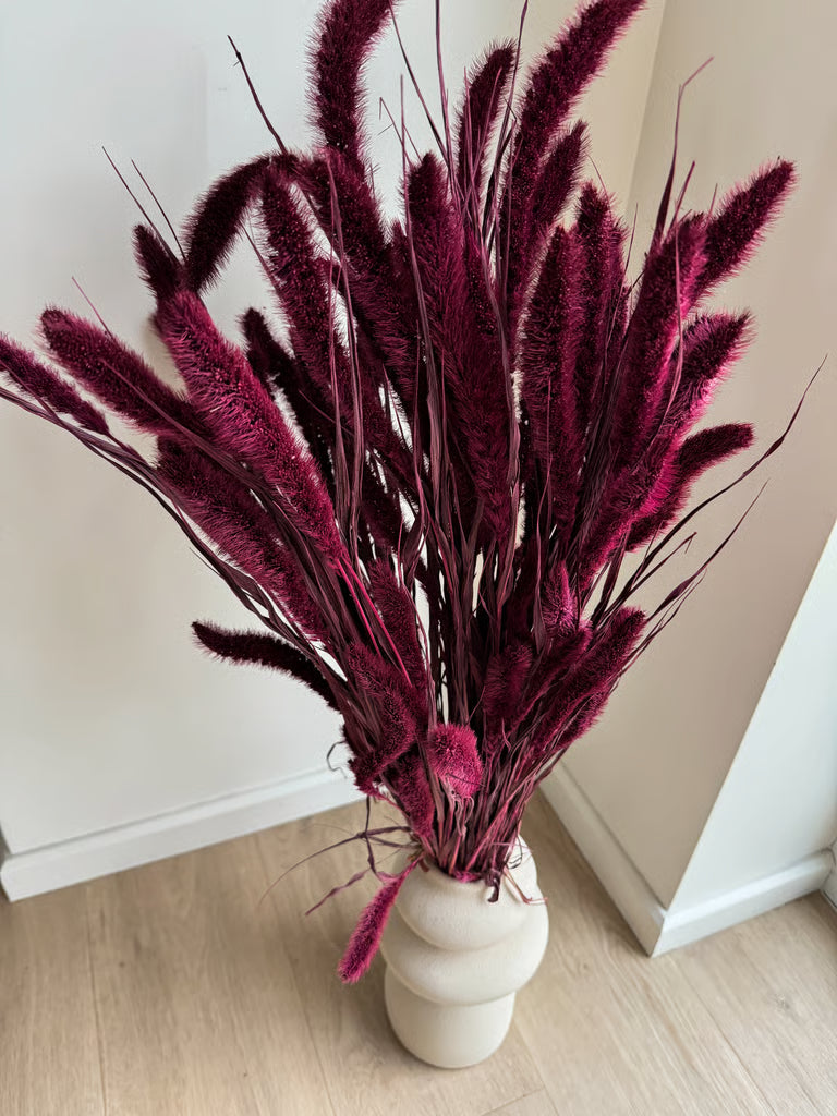 Džiovinta Burgundiška Setaria