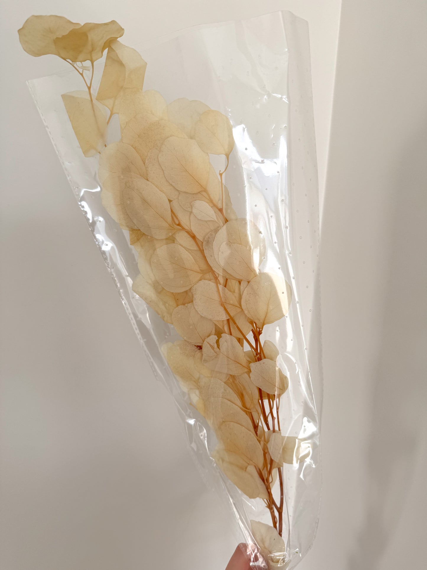 Stabilizuotas Balintas Eukaliptas