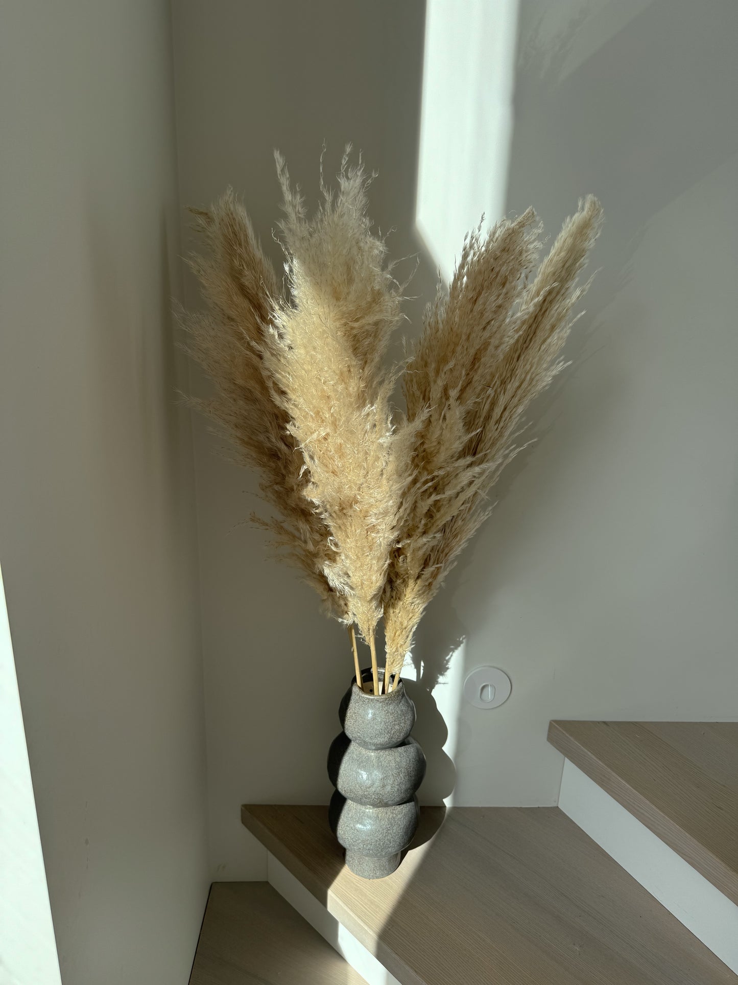 Kortaderijos Natūralios Spalvos 100cm