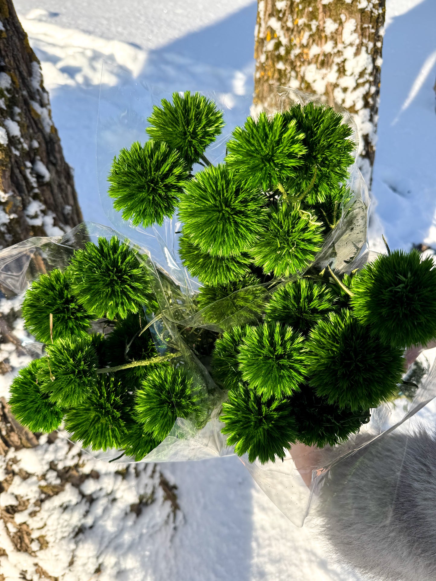 Bandrenis Tamsiai Žalias
