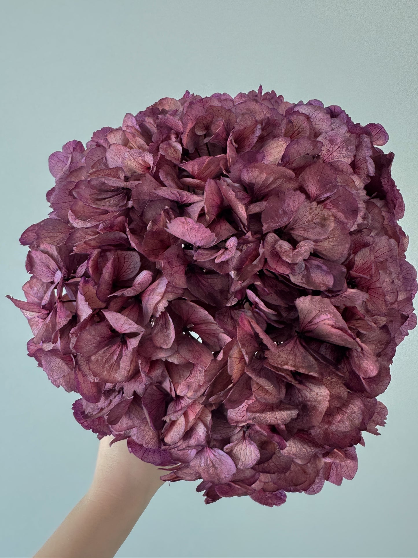 Stabilizuota Hortenzija Sendintos Violetinės Spalvos