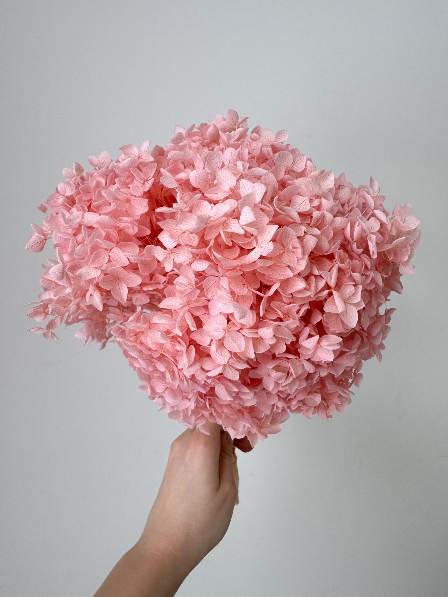 Stabilizuota Hortenzijų Puokštė Rožinės Spalvos