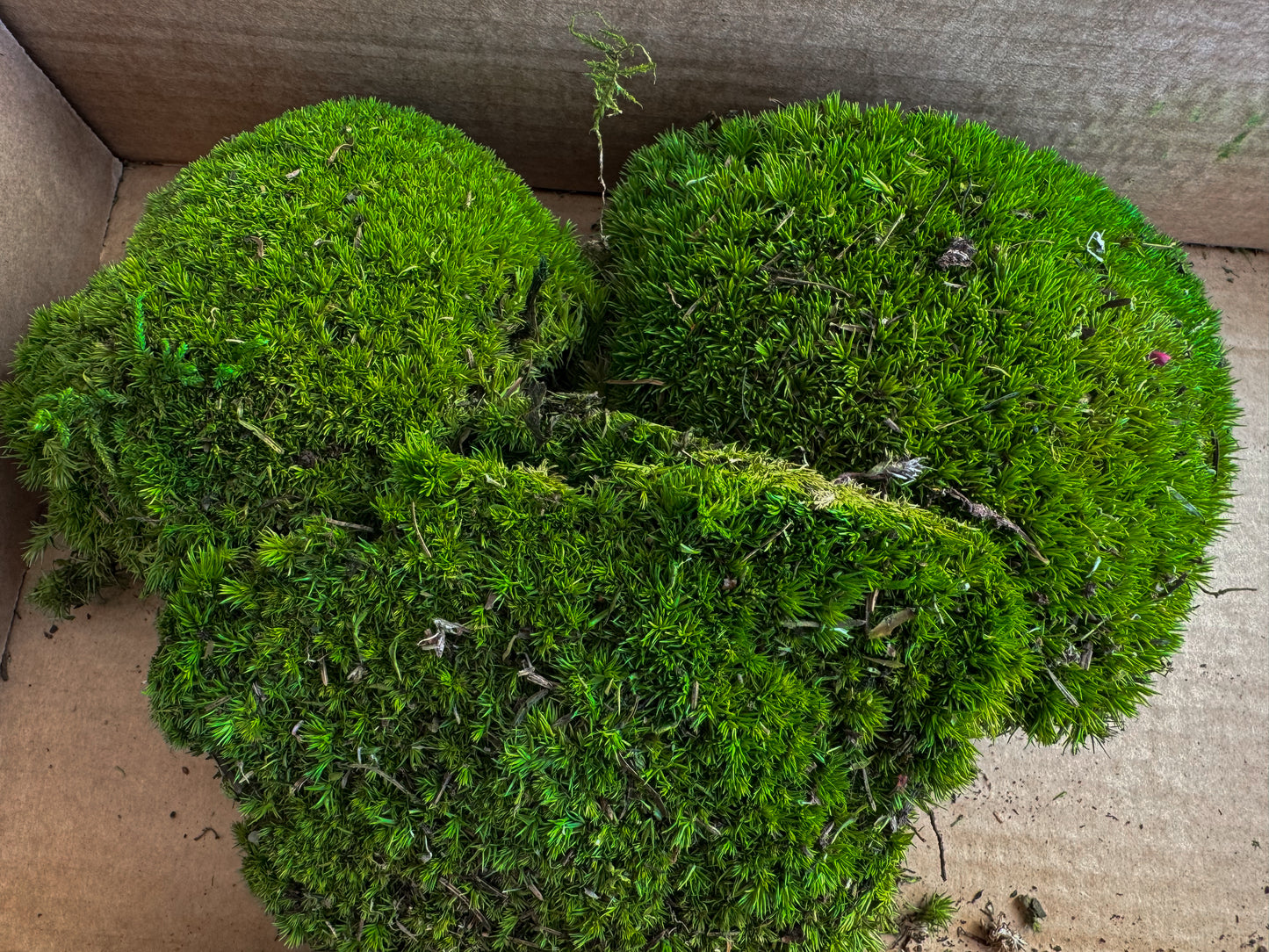 Stabilizuotos Rutulinės Samanos