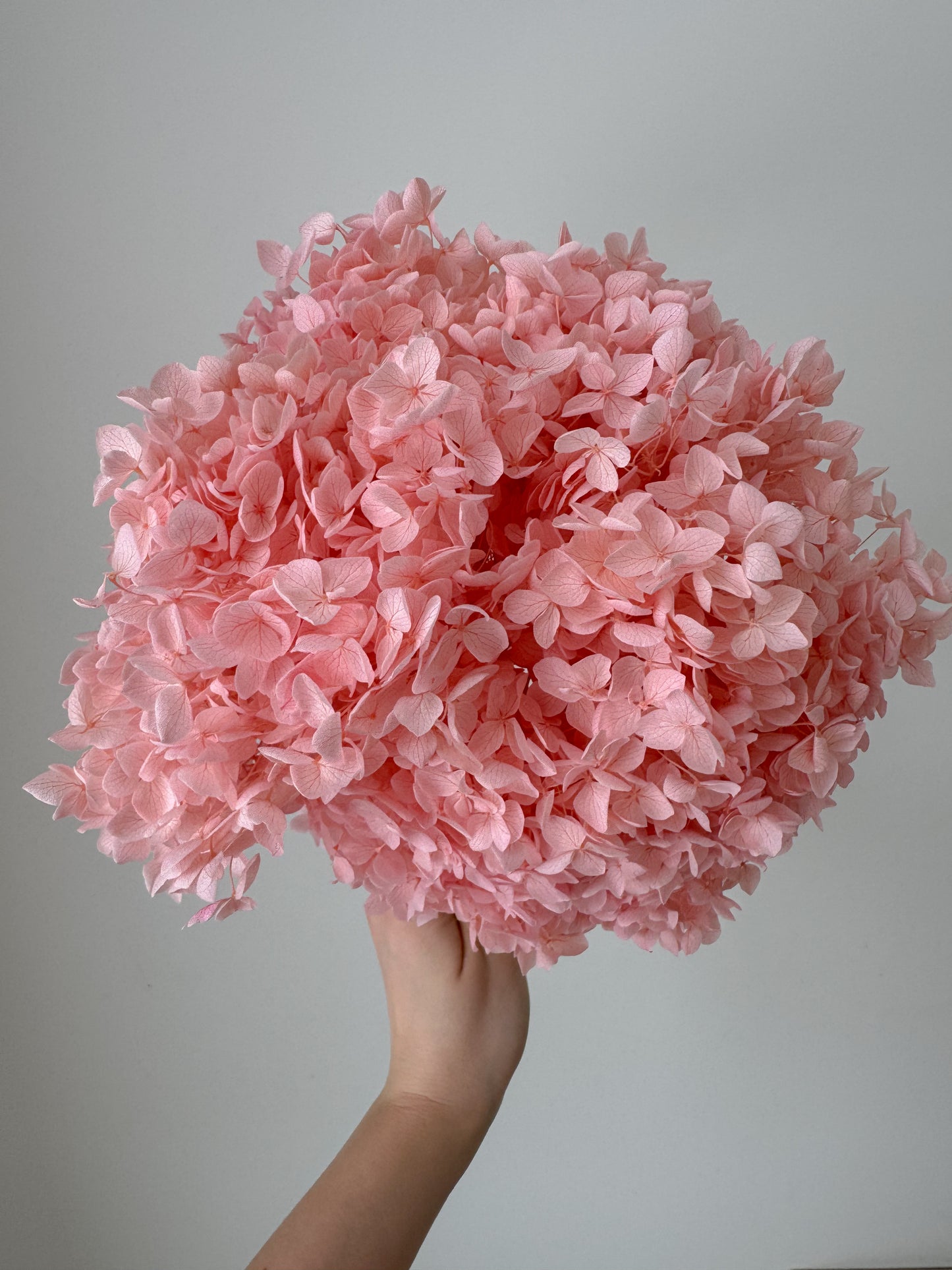 Stabilizuota Hortenzijų Puokštė Rožinės Spalvos