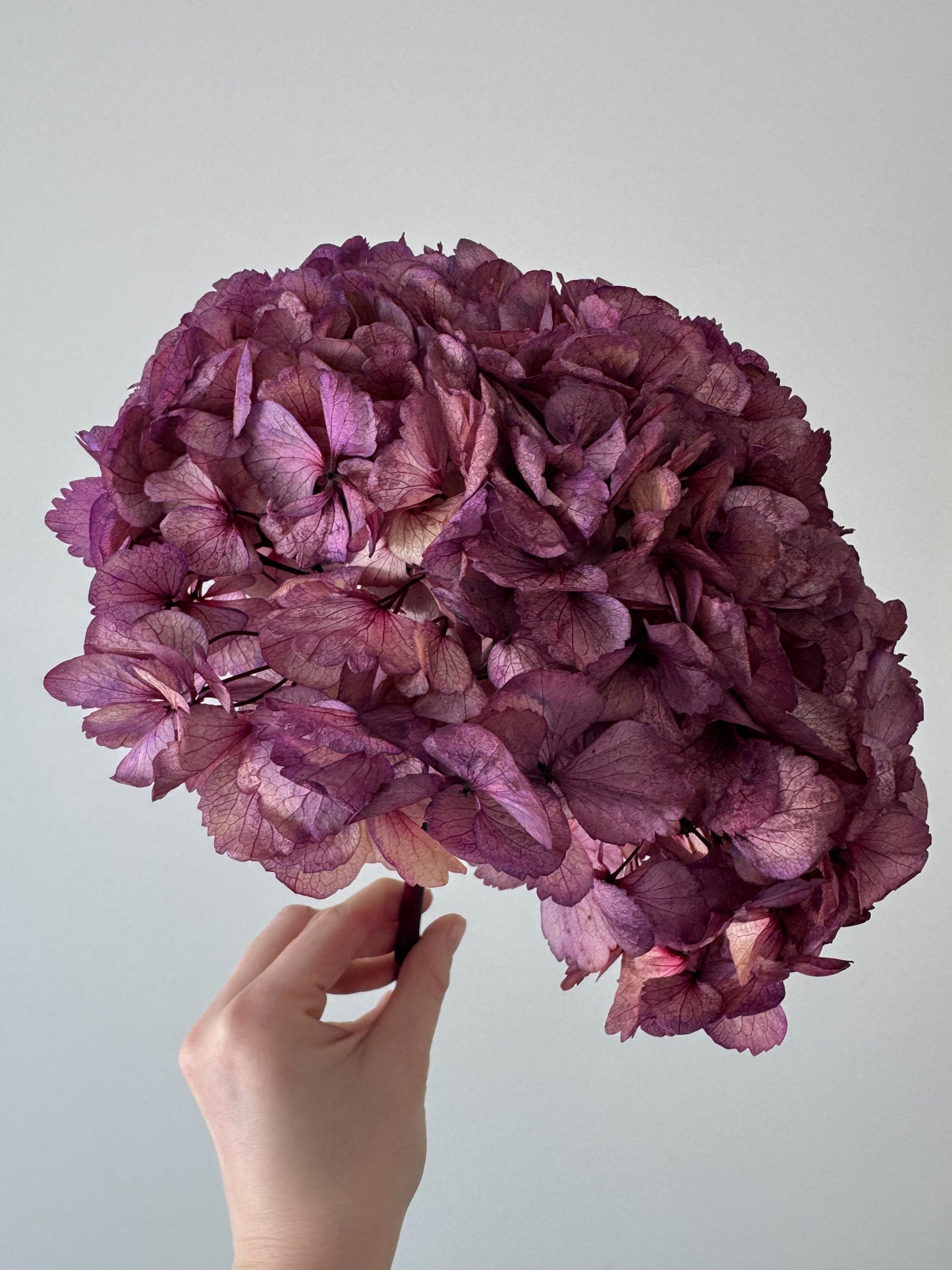 Stabilizuota Hortenzija Sendintos Violetinės Spalvos