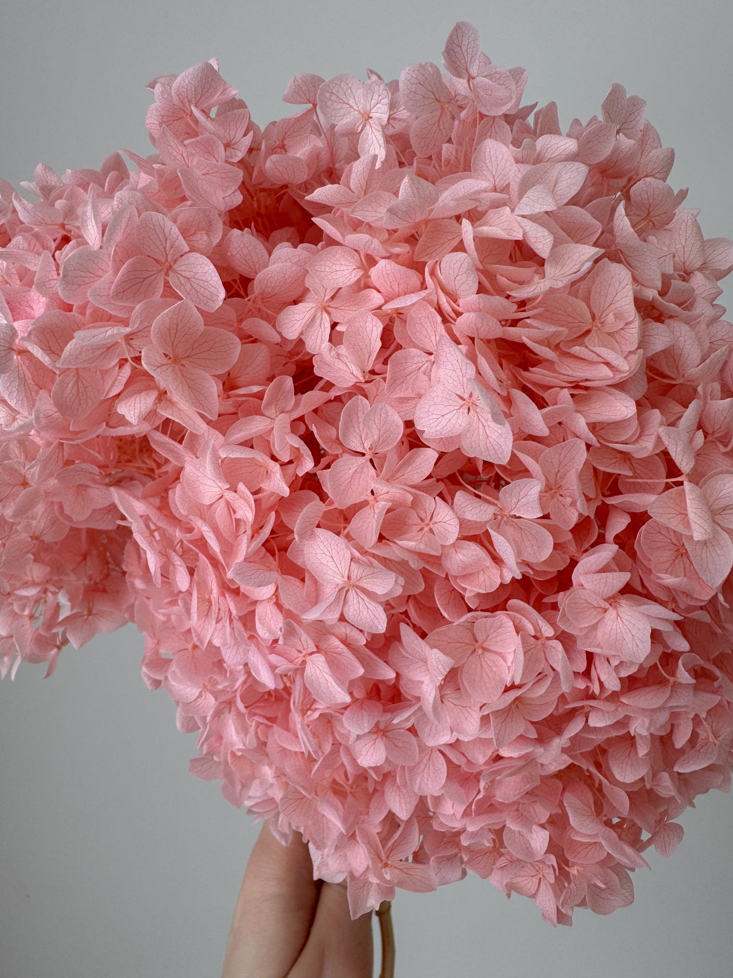 Puokštė Powder Pink