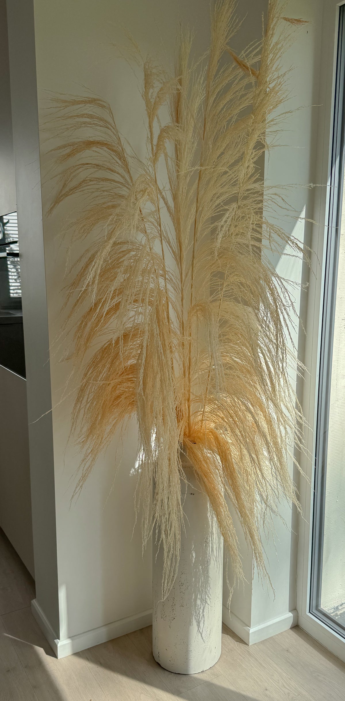Balintos Zaquara Kortaderijos 180cm