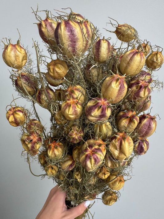 Džiovinta Juodgrūdė (Nigella)