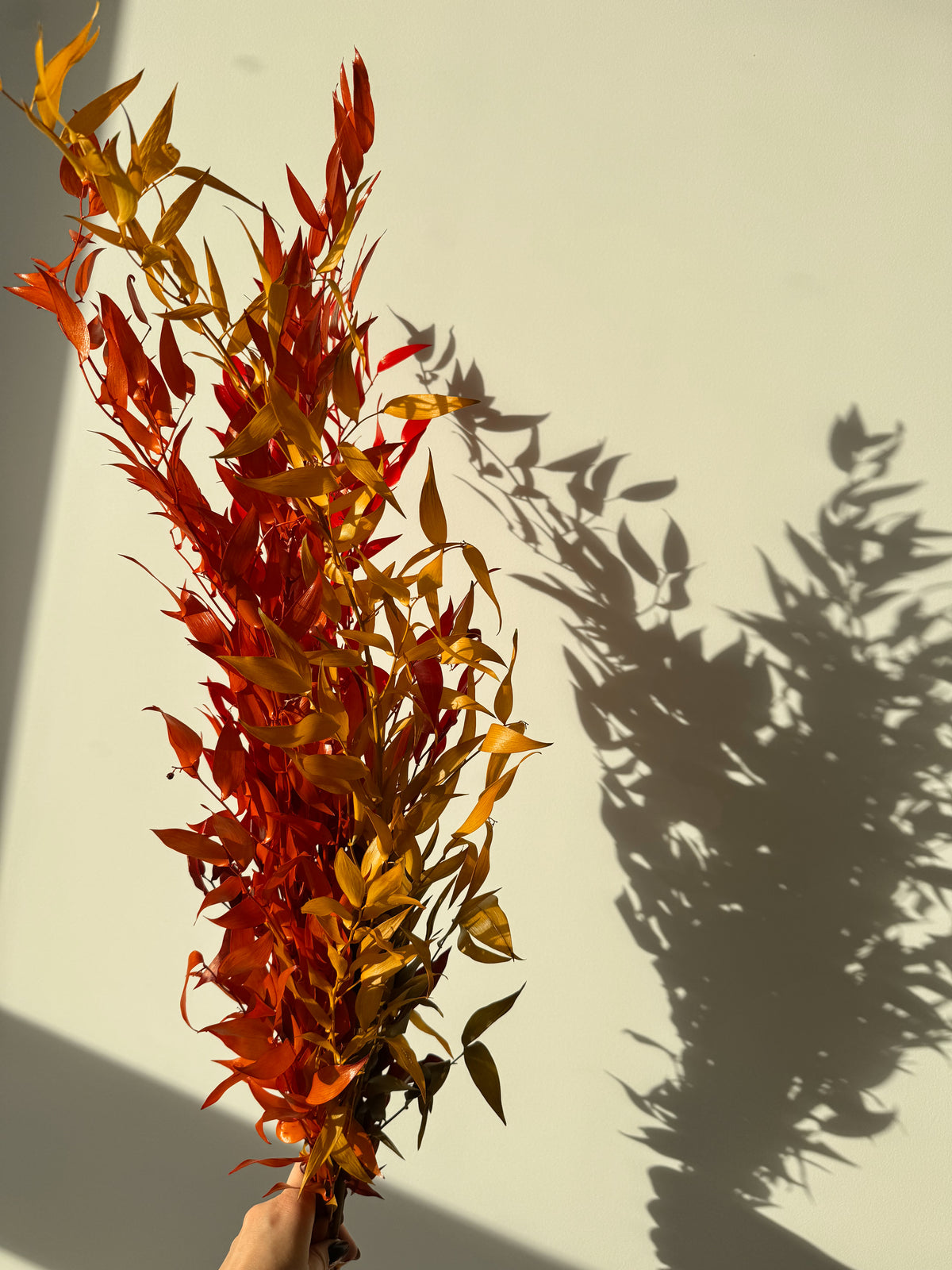 Stabilizuotas Ruscusas Autumn