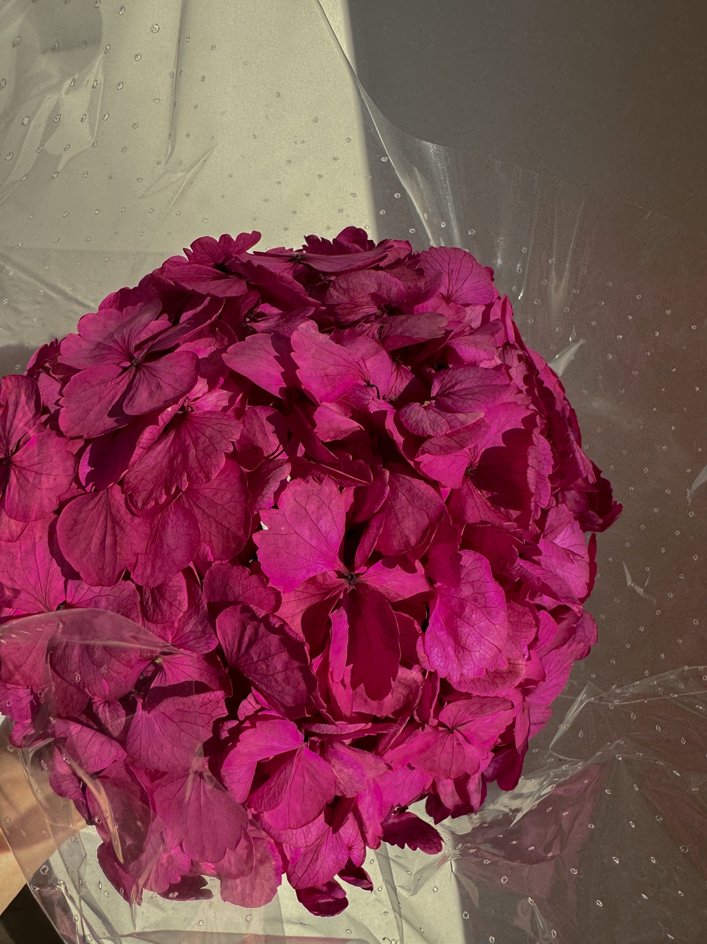 Stabilizuota Hortenzija Su Vaza