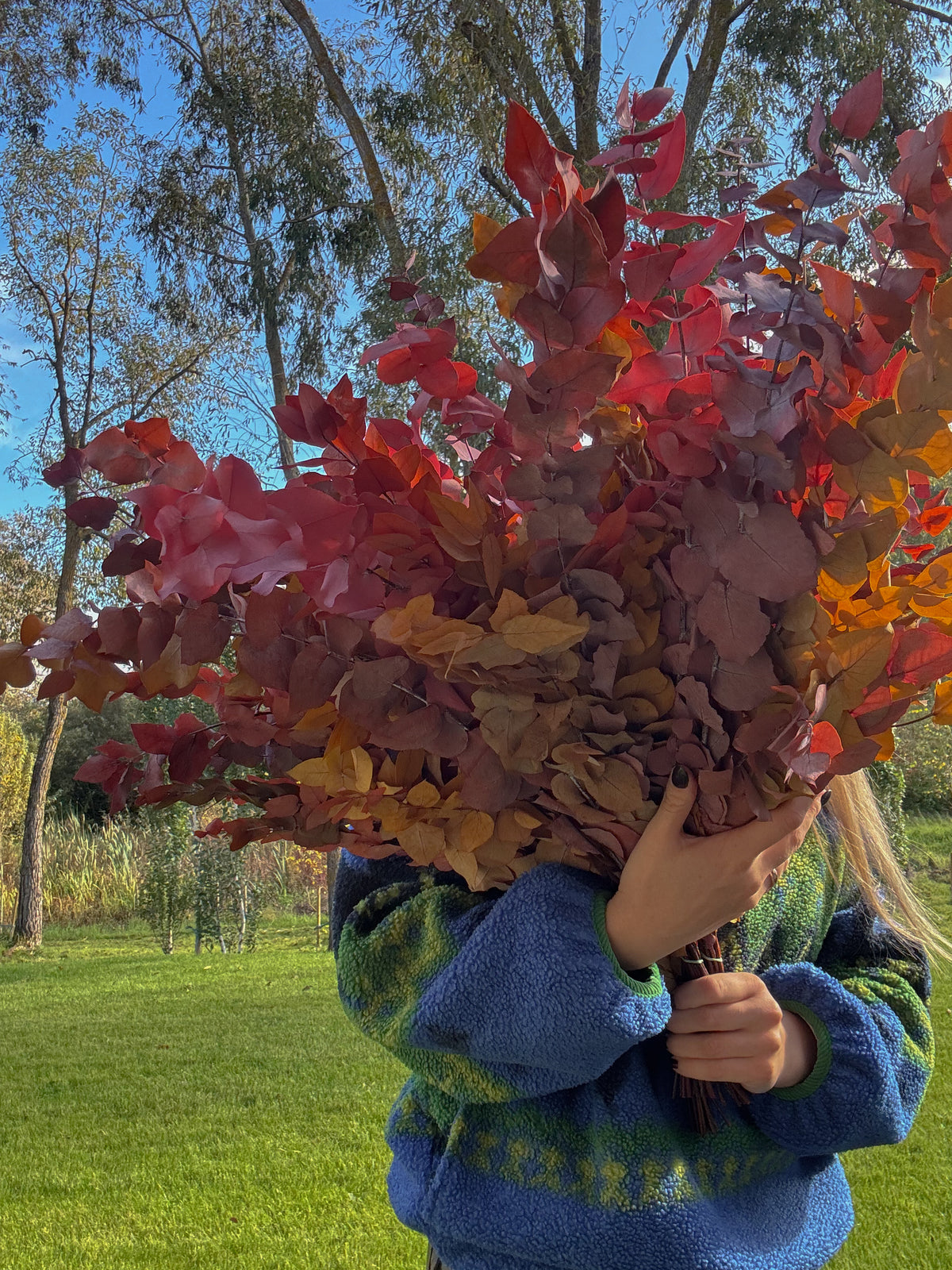 Stabilizuotas Eukaliptas Autumn