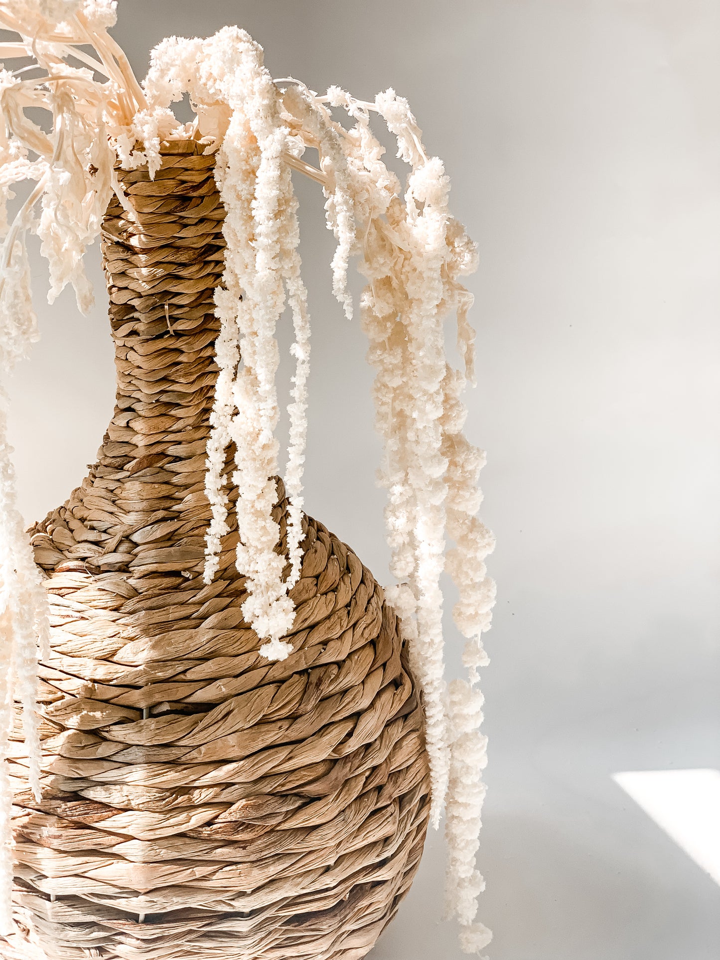 Stabilizuotas Balintas Burnotis Amaranthus