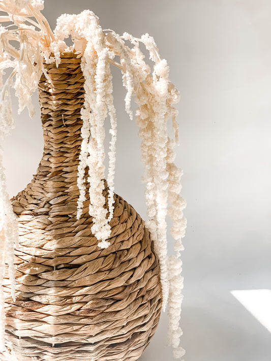 Stabilizuotas Balintas Burnotis Amaranthus