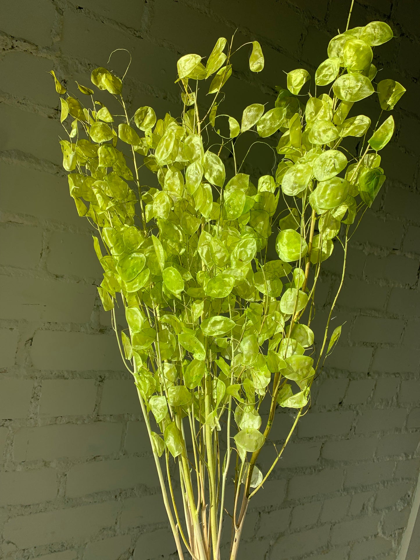 Lunaria Salotinės Spalvos