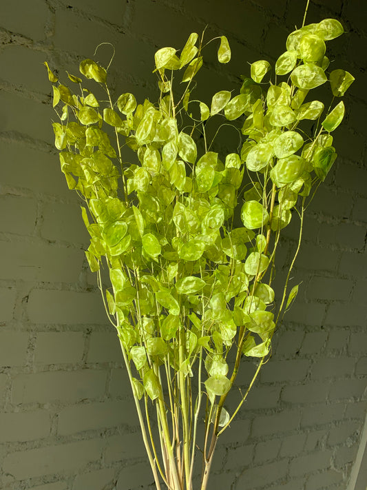 Lunaria Salotinės Spalvos