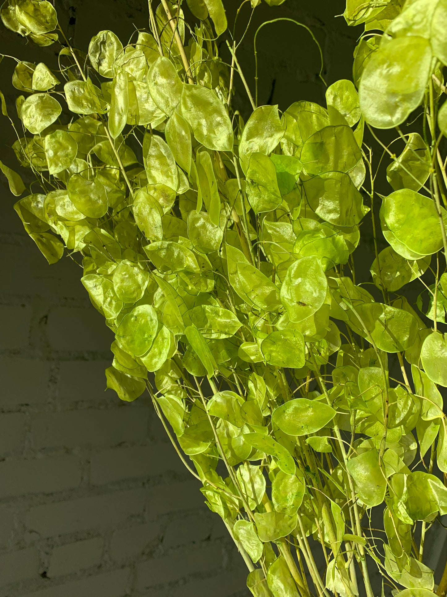 Lunaria Salotinės Spalvos