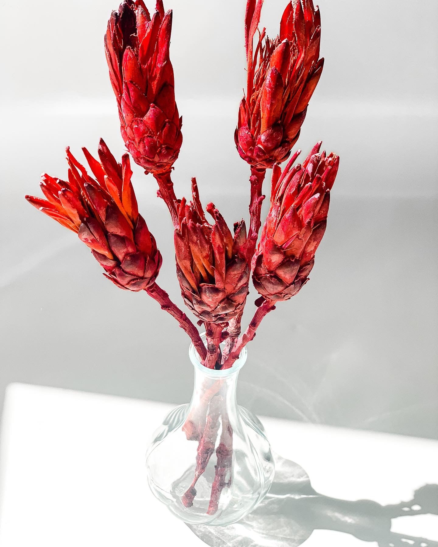 Protėja Raudonos Spalvos