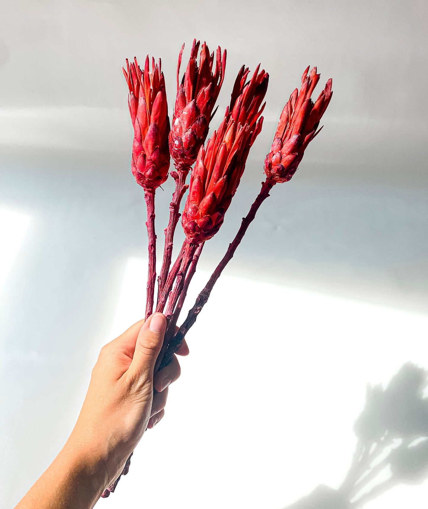 Protėja Raudonos Spalvos