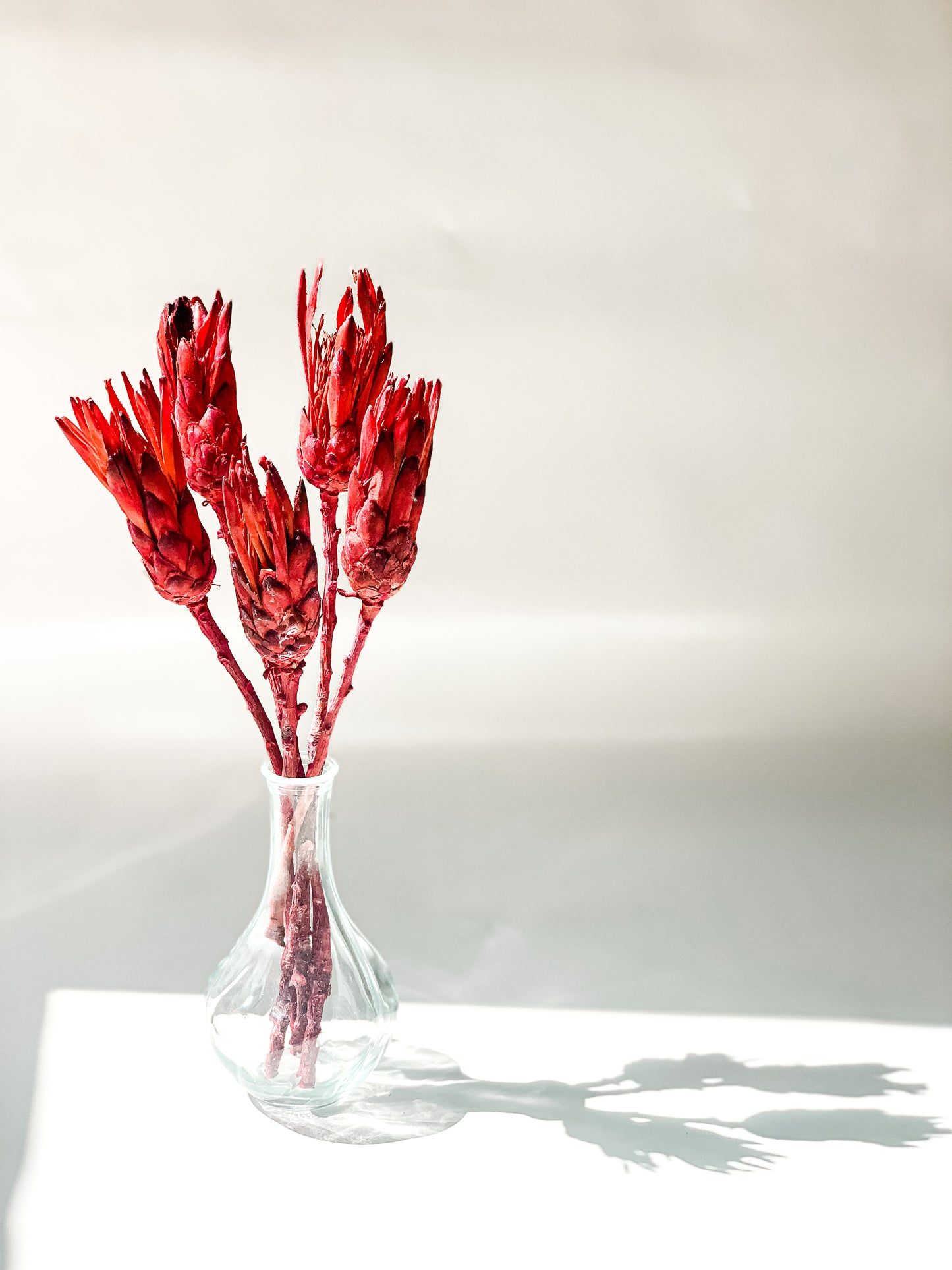 Protėja Raudonos Spalvos