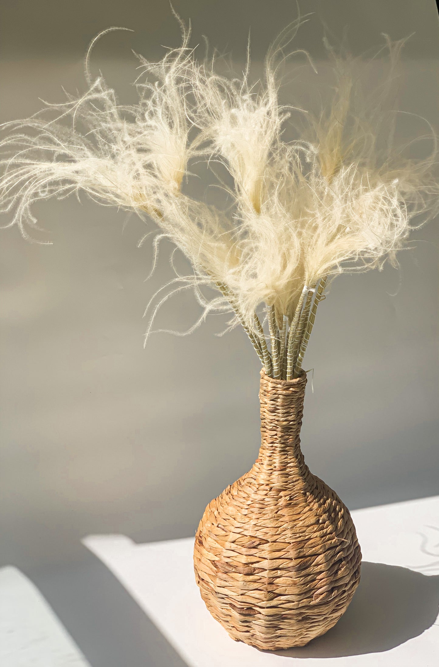 Balinta Plunksninė Ašuotė Stipa Pennata