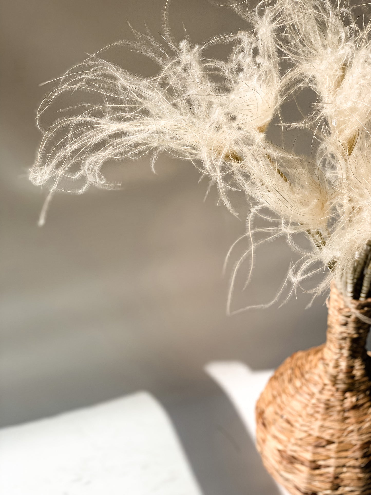Balinta Plunksninė Ašuotė Stipa Pennata