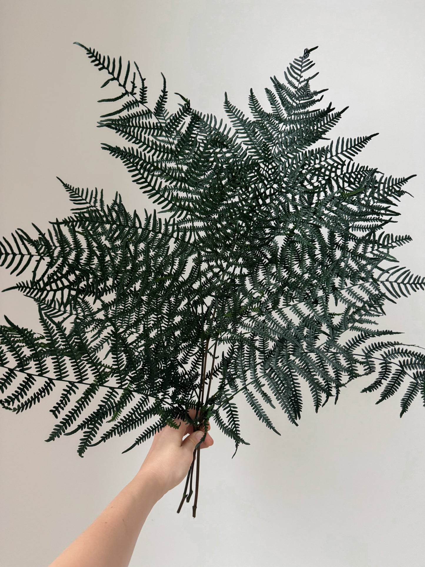 Stabilizuotas Papartis
