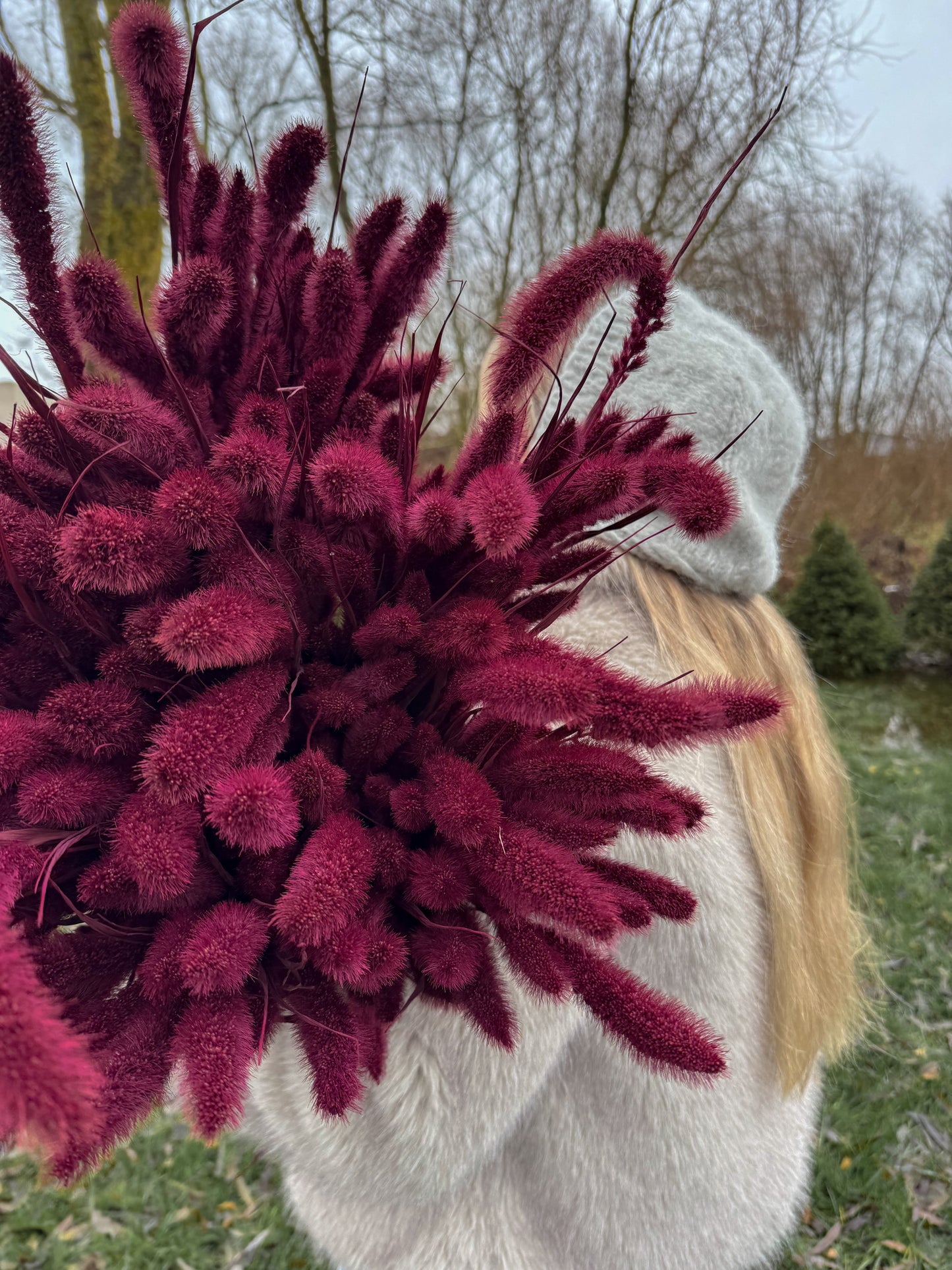 Džiovinta Burgundiška Setaria