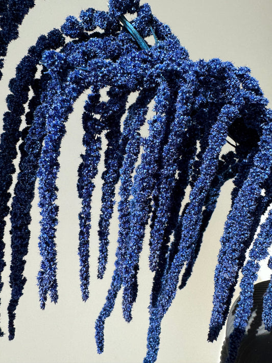 Stabilizuotas Burnotis Amaranthus Tamsiai Mėlynos spalvos
