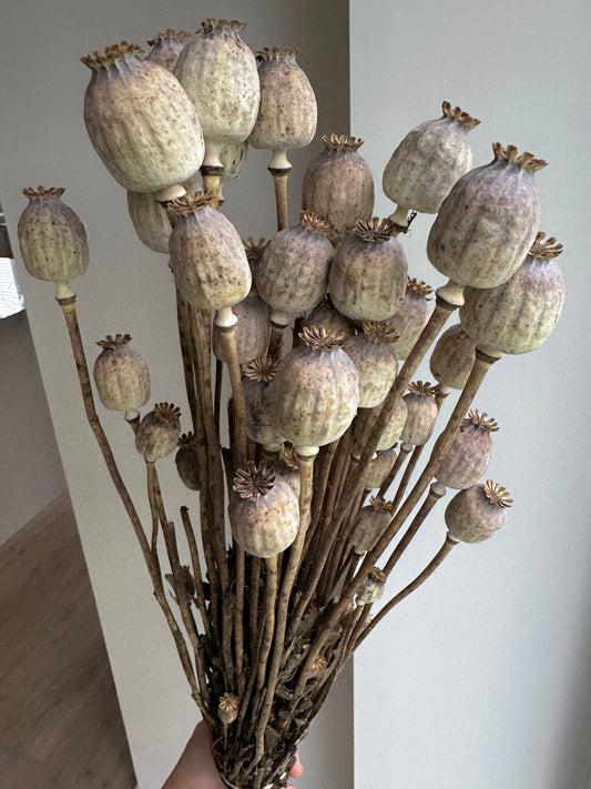 Aguonos Natūralios Spalvos