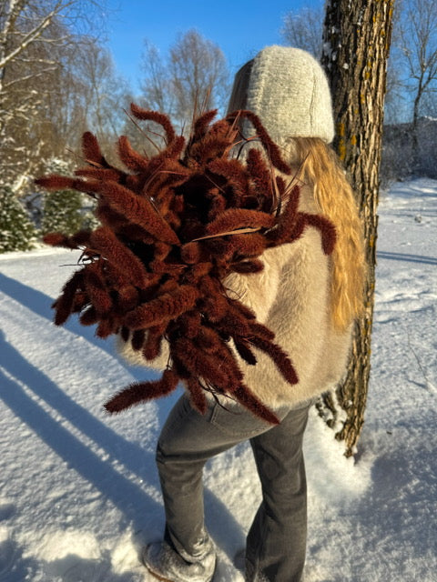 Džiovinta Setaria Rudos Spalvos