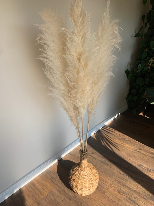 Balinta Kortaderija 140 cm