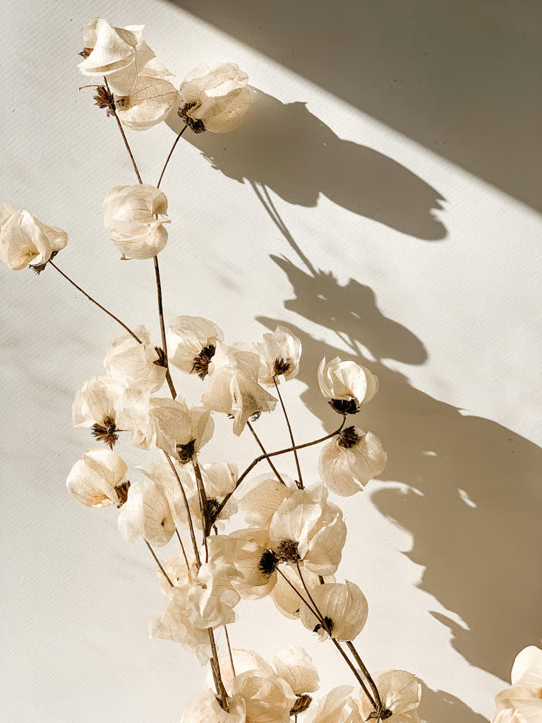 Balinta Bugenvilijos šakelė