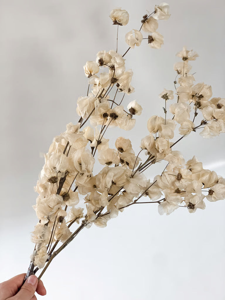 Balinta Bugenvilijos šakelė